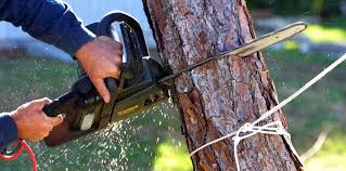 Best Tree Health Inspection  in Mount Hermon, CA