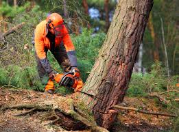 Best Palm Tree Trimming  in Mount Hermon, CA