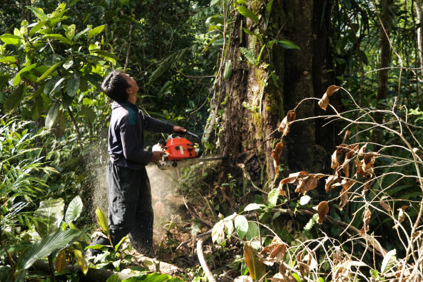 Best Hazardous Tree Removal  in Mount Hermon, CA