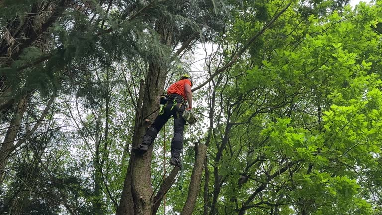 Seasonal Cleanup (Spring/Fall) in Mount Hermon, CA