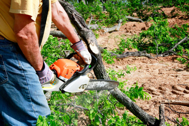 Mount Hermon, CA Tree Care Services Company